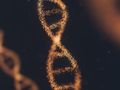 Betriebsanweisung für die Genregulation
