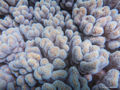 Corals remove microplastics from ocean waters
