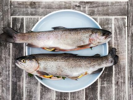 6 myths about salmon: what's really true?