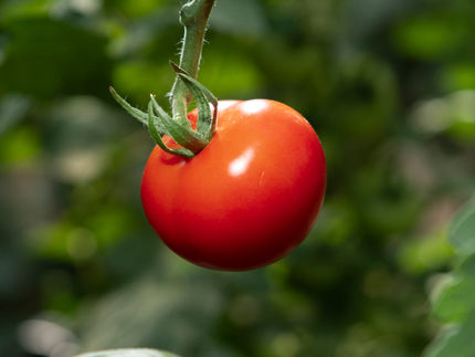 Die Tomate ist der "König" unter den Gemüsesorten aufgrund ihrer antioxidativen Wirkung. / Mit dem Verzehr dieser fünf Gemüsesorten in diesem Herbst können Sie Ihre Gesundheit und unseren Planeten schützen