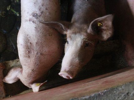 PFAS-Höchstgehalte in Futtermitteln: BfR empfiehlt verbesserte Analysemethoden