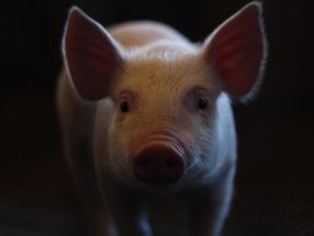 Bauern weiter angespannt - 'Zappenduster' bei Schweinehaltern
