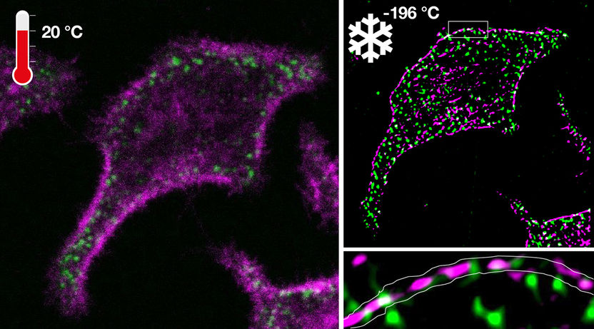 MPI of Molecular Physiology