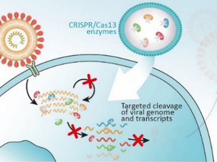 Gen-Schere soll SARS-CoV2 und andere RNA-Viren zerstören