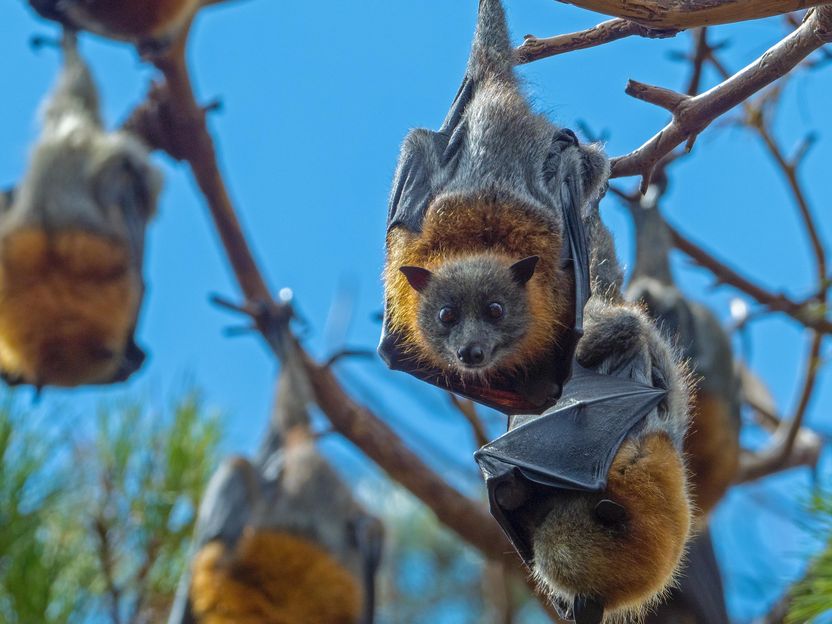 Wildtiergeschäft ist eine Zeitbombe - Neuer Virusausbruch möglich