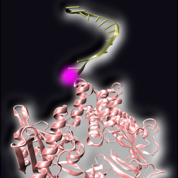 PCR: Activated by light - New approach could help to significantly improve diagnostic tests based on PCR