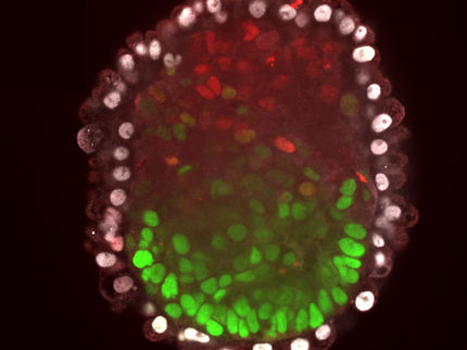 Las células madre se organizan en embriones