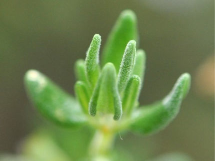 Leaves of the common thyme (Thymus vulgaris)