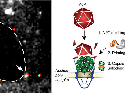 Mechanism for DNA Invasion of Adenoviral Covid-19 Vaccines Discovered