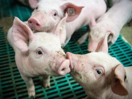 Niedrigster Schweinebestand in Deutschland seit 25 Jahren