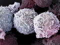 T-Zellen: Keine Zeit zu sterben