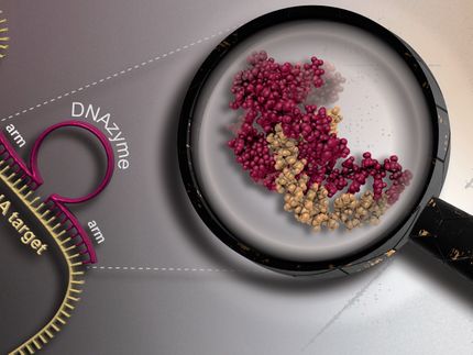 DNAzymes – how active DNA molecules with therapeutic potential work