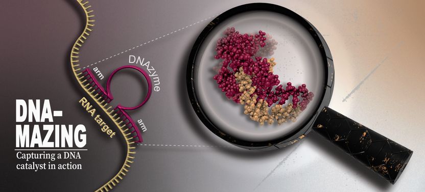 ADNzimas: cómo funcionan las moléculas de ADN activas con potencial  terapéutico