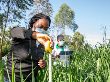 Researchers measure and weigh forage grasses in field trials to find better forage feed varieties project together with the Kenya Agricultural & Livestock Research Organization.