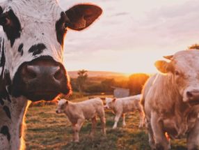 Greenpeace für höhere Mehrwertsteuer auf Fleisch und Milch