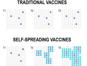 Animal vaccines with self-spreading viruses