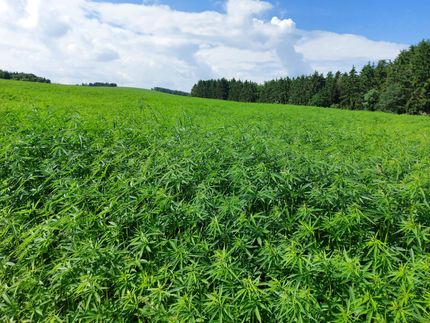 Cannabinoides de las amebas