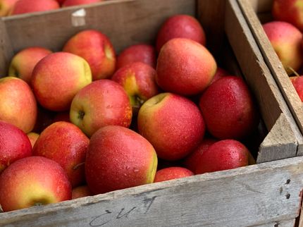 Erntebilanz: Etwas weniger Äpfel und deutlich weniger Pflaumen 2021