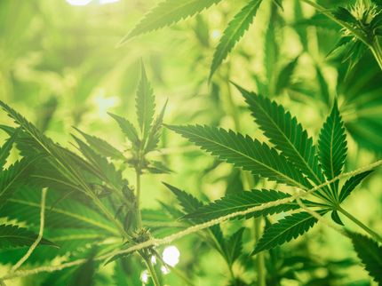 Global Hemp-Based Food Market (2021 to 2026)