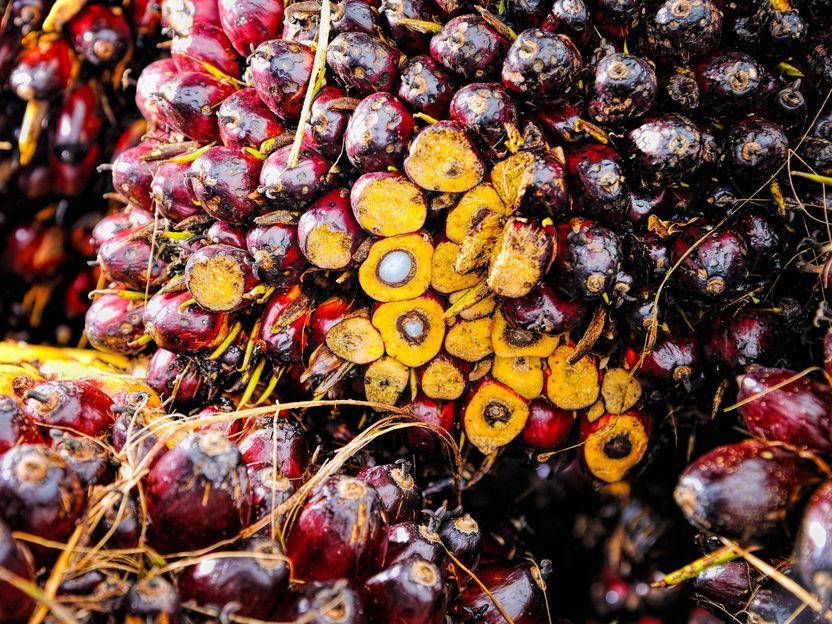 Nachhaltiges Palmöl und Soja? Ja bitte! - Neue OVID-Broschüre liefert Zwischenbilanz und zeigt Handlungsbedarf