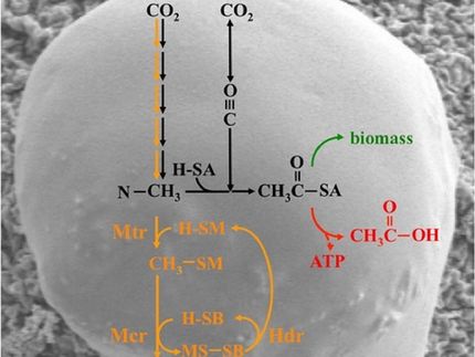 Paradigm shift: Methanogenic microbes not always limited to methane