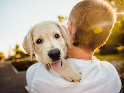 Los investigadores sientan las bases de una posible vacuna contra la alergia a los perros