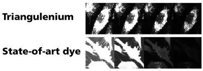 Comparing Triangulenium to Current Contrasting Dyes