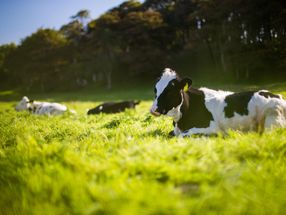Bauernverband will Finanzierung von Tierwohl-Ställen schnell klären
