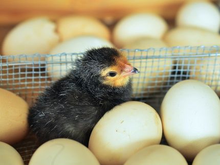 Nach foodwatch-Klage: Aldi Nord ändert irreführende Tierschutz-Werbung gegen Kükentöten