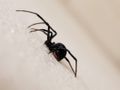 Deadly spider venom as a basic ingredient of medical applications?