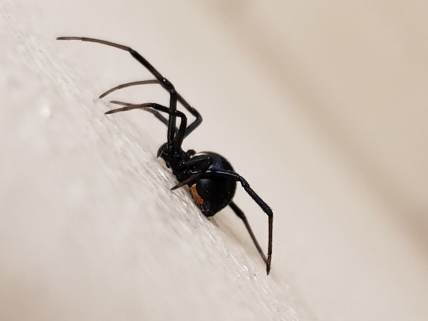 comparación del tamaño de la araña viuda negra