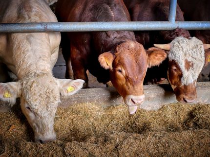 RTL/ntv Trendbarometer: 29 Prozent finden Lebensmittelpreise zu niedrig