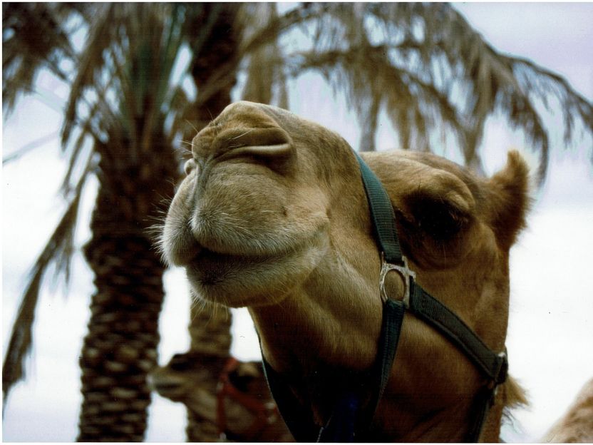 Camels’ noses inspire a new humidity sensor - Device could reliably detect variations in humidity in settings that included industrial exhaust and the air surrounding human skin