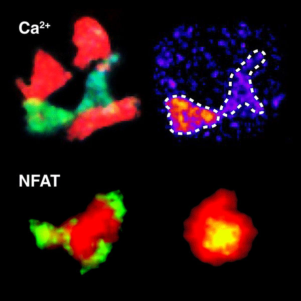 © MPI f. Neurobiologie