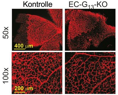 Wachstum von Blutgefäßen wird von G-Protein kontrolliert