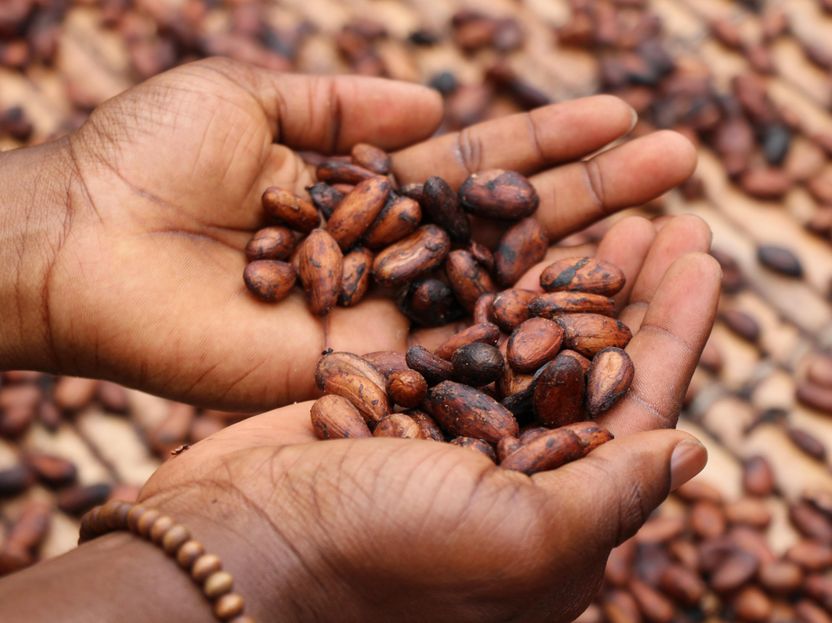 Nestlé announces the income accelerator program - Plan to tackle child labor risks, increase farmer income and achieve full traceability in cocoa