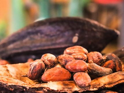 Absatzplus für Kakaoprodukte mit Fairtrade-Siegel