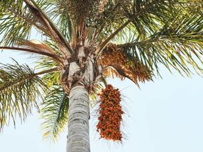 Weiterhin gravierendes Palmöl-Problem bei Futtermittelindustrie, Fleischwirtschaft und Fast-Food-Ketten