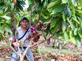 University of Illinois researchers, including study co-author Marlon Ac-Pangan (pictured), analyzed existing data to confirm soil factors influencing cadmium uptake by cacao plants.