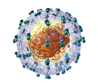 Natural molecule found to inhibit hepatitis C virus replication