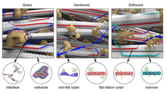 Chemists unlock the key to improving biofuel and biomaterial production - Spectroscopy method enables future opportunities for looking at complex biomolecules in different plants