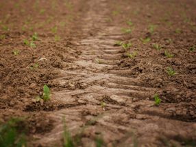 Soil tillage reduces availability of ‘longevity vitamin’ ergothioneine in crops