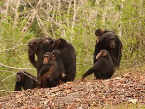 Malaria protection in chimpanzees