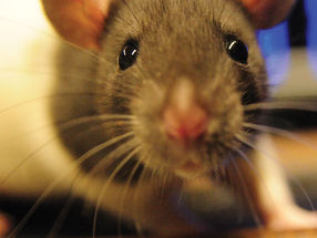 Ratten besitzen doppelte Weltsicht