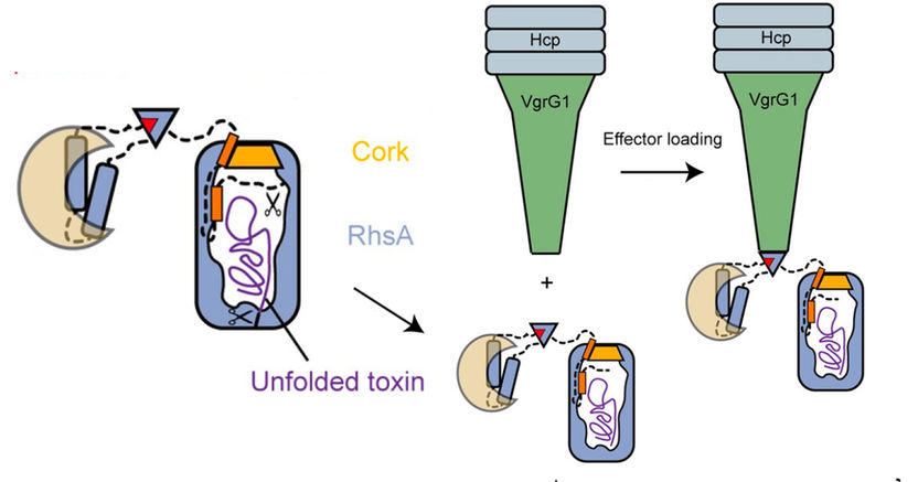 MPI of Molecular Physiology