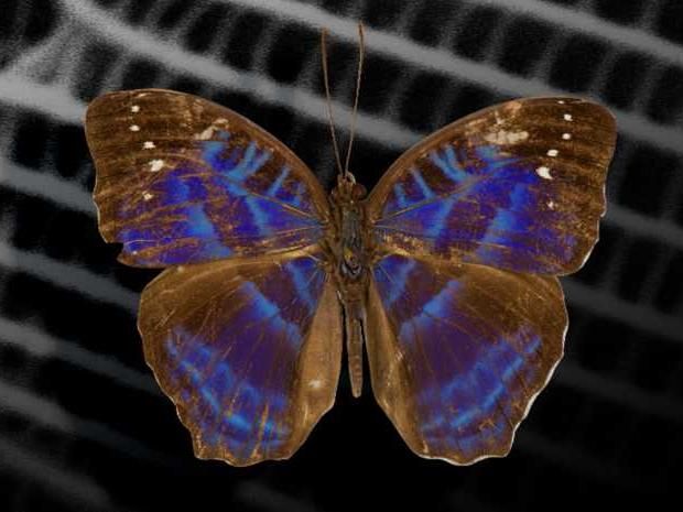 La investigación en óptica inspirada en alas de mariposas