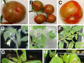 New research offers insight into emerging tomato virus – and advice about a popular resistance