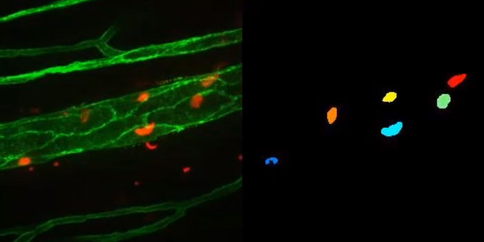 Diseñan un nuevo sistema de visión artificial para analizar células en videos de microscopía