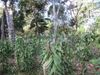 Die Vanilleorchidee wird auf anderen Pflanzen aufgehängt (Vordergrund) und wächst unter den Baumkronen (Hintergrund) dieser ehemaligen Waldfläche.