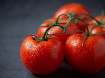 Los análisis basados en múltiples haplotipos proporcionan información genética y evolutiva sobre el peso y la composición de los frutos del tomate